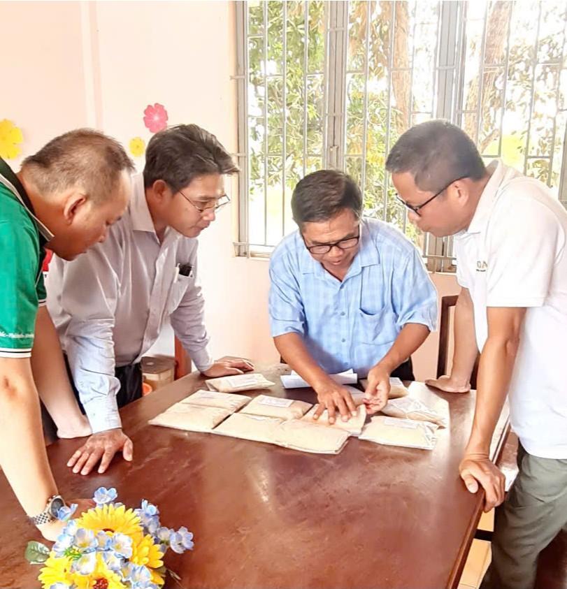 Farmers examining rice quality
